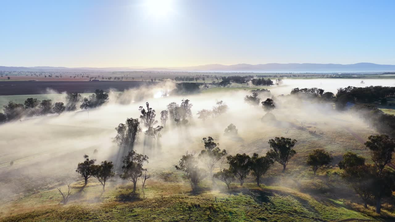 Drone footage glides over sunlit hills and scattered trees, capturing morning fog rolling through rural landscape near Tamworth, with soft golden lighting