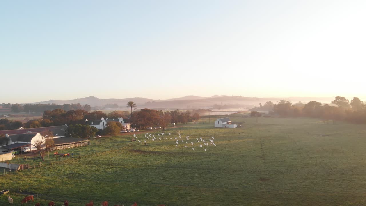 Sunrise over a peaceful farm with cattle and birds