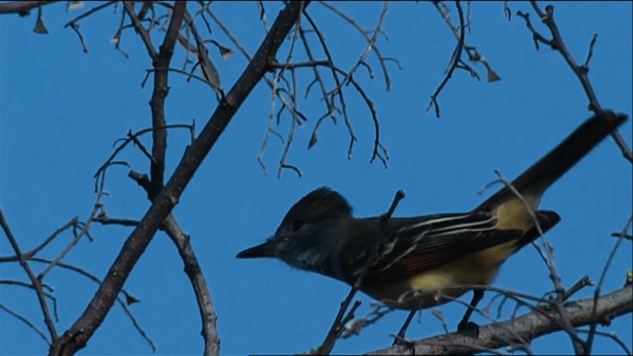 나무 가지 2013에 큰 볏 딱새 (myiarchus crinitus)