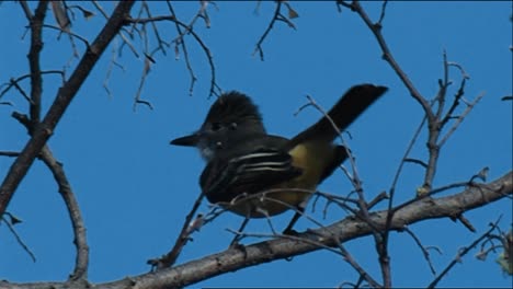 Great-Crested-Flycatcher-(Myiarchus-Crinitus)-On-Tree-Branch-2013