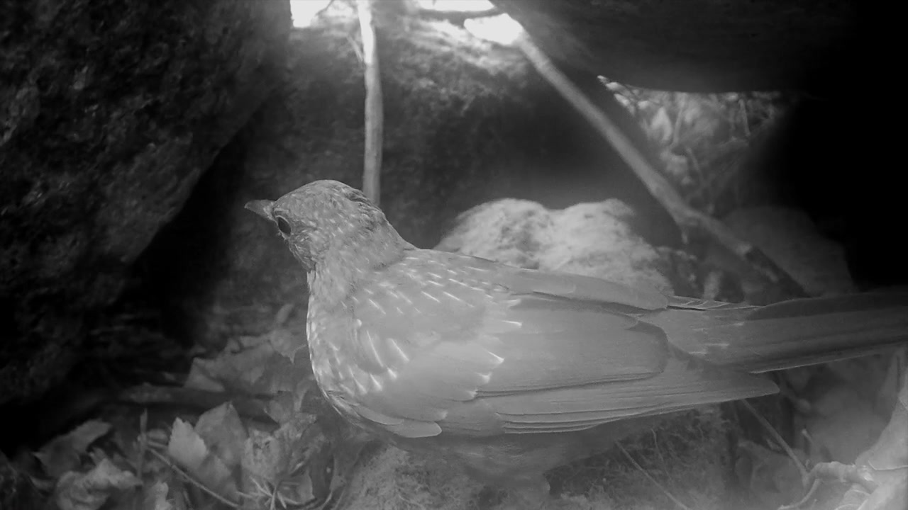 Nærbilde av en ung svarttrost (Turdus merula) fanget av viltkameraet, som søker etter insekter blant tørre blader. Saaremaa, Estland.