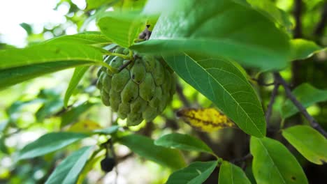 manzana de azúcar o dulce, así como una chirimoya, especialmente en india y australia