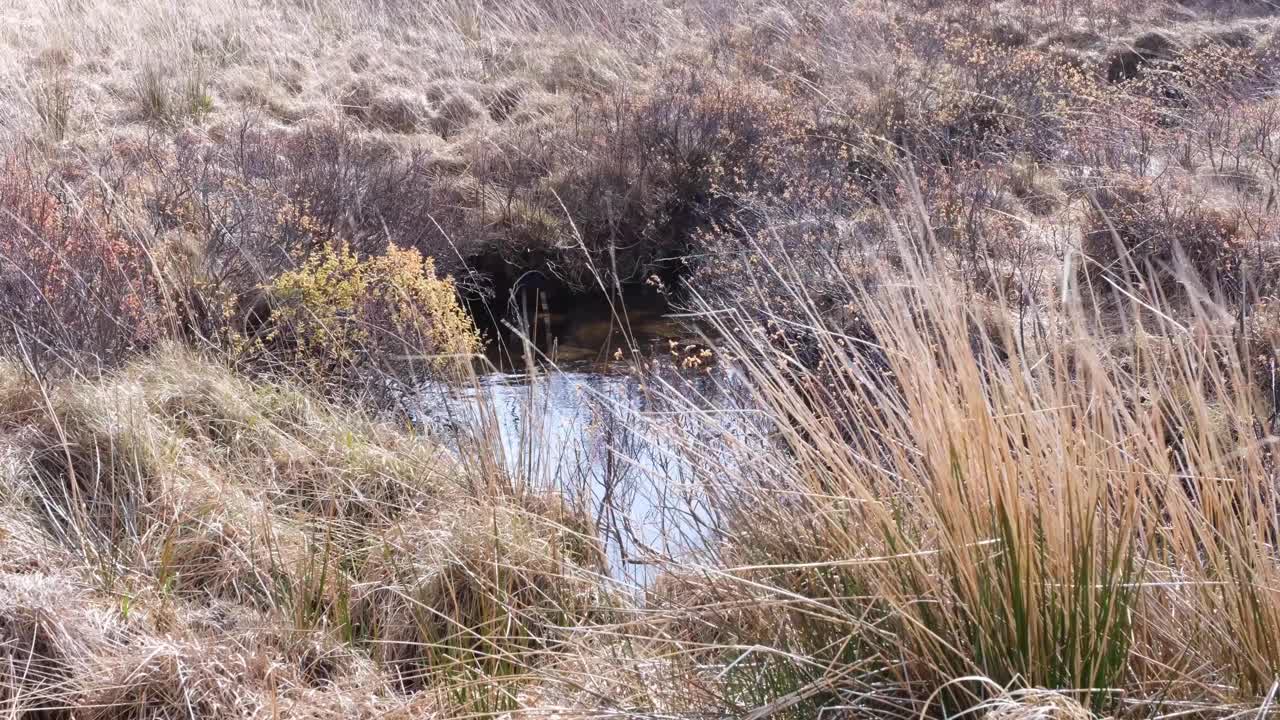 Piccola pozza d'acqua salmastra circondata da ciuffi d'erba marrone dorato che ondeggiano al vento nelle Highlands scozzesi, Regno Unito