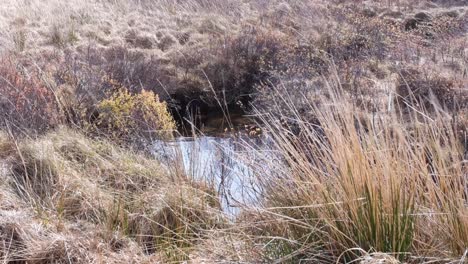 small pool of brackish water surrounded by golden brown tussock grasses blowing in the wind in the highlands of scotland uk