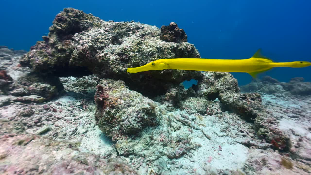Yellow Chinese trumpetfish (Aulostomus chinensis) swimming near Mnemba Island, Zanzibar, Tanzania.