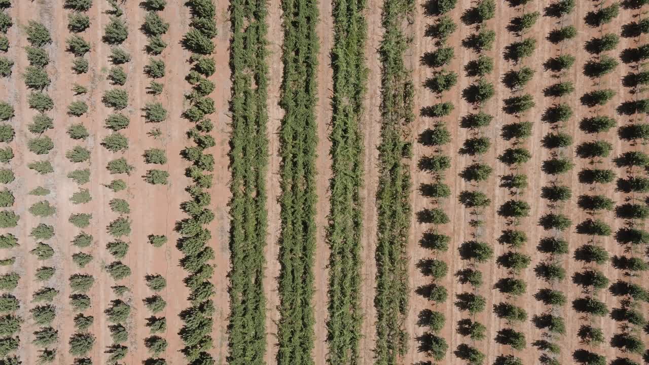 Overhead aerial descent showing geometric rows of orchard trees in Apple Hill Sierra Nevada Foothills