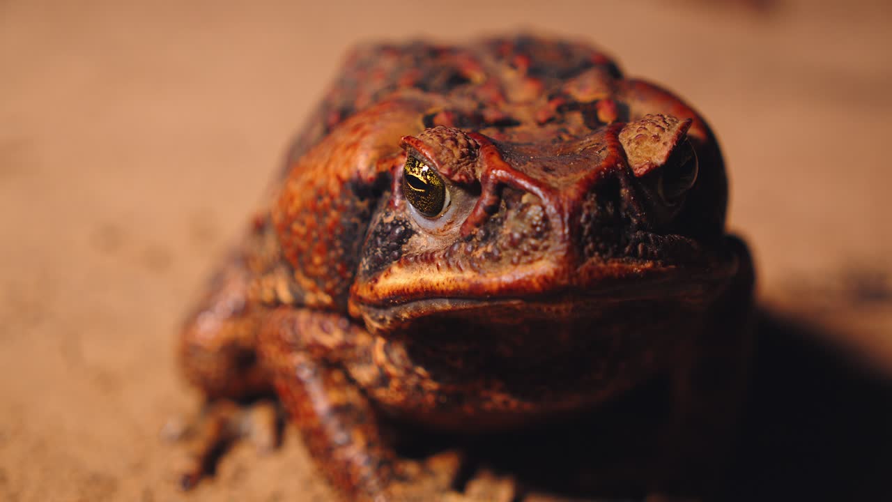 In Peru’s Amazon, a cane toad perches on damp ground blinks its eyes captured in a sharp closeup view.