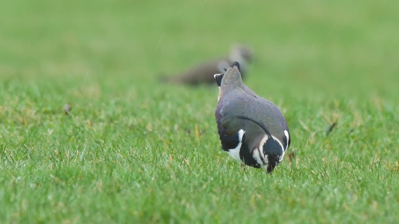 북부 페나인스 카운티 더럼에서 폭우가 내리는 동안 랍윙은 지렁이를 잡아 푸른 잔디밭에서 땅에서 빼냅니다.