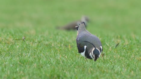 Lapwing-catching-a-earthworm-and-pulling-it-out-of-the-ground-on-a-green-grassy-field-during-heavy-rain-in-the-North-Pennines-County-Durham