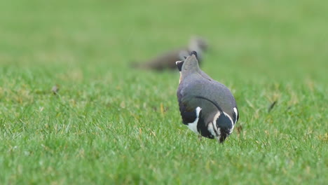 avefría atrapando una lombriz de tierra y sacándola del suelo en un campo de hierba verde durante las fuertes lluvias en el condado de durham de los peninos del norte