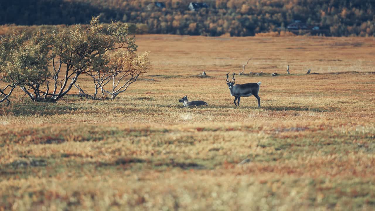 los renos pastan en la desolada tundra de otoño