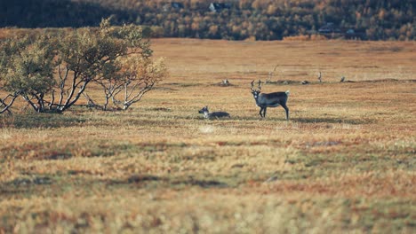 Rentiere-Grasen-In-Der-öden-Herbsttundra