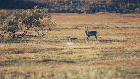 reindeer graze in the desolate autumn tundra