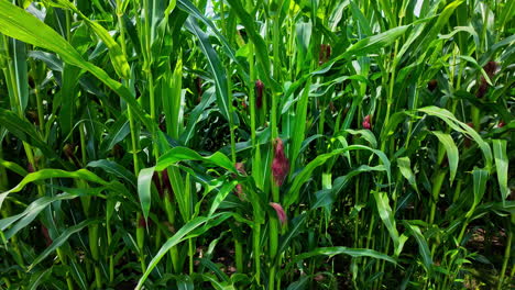 closeup shot of young corn corbs in corn silage field