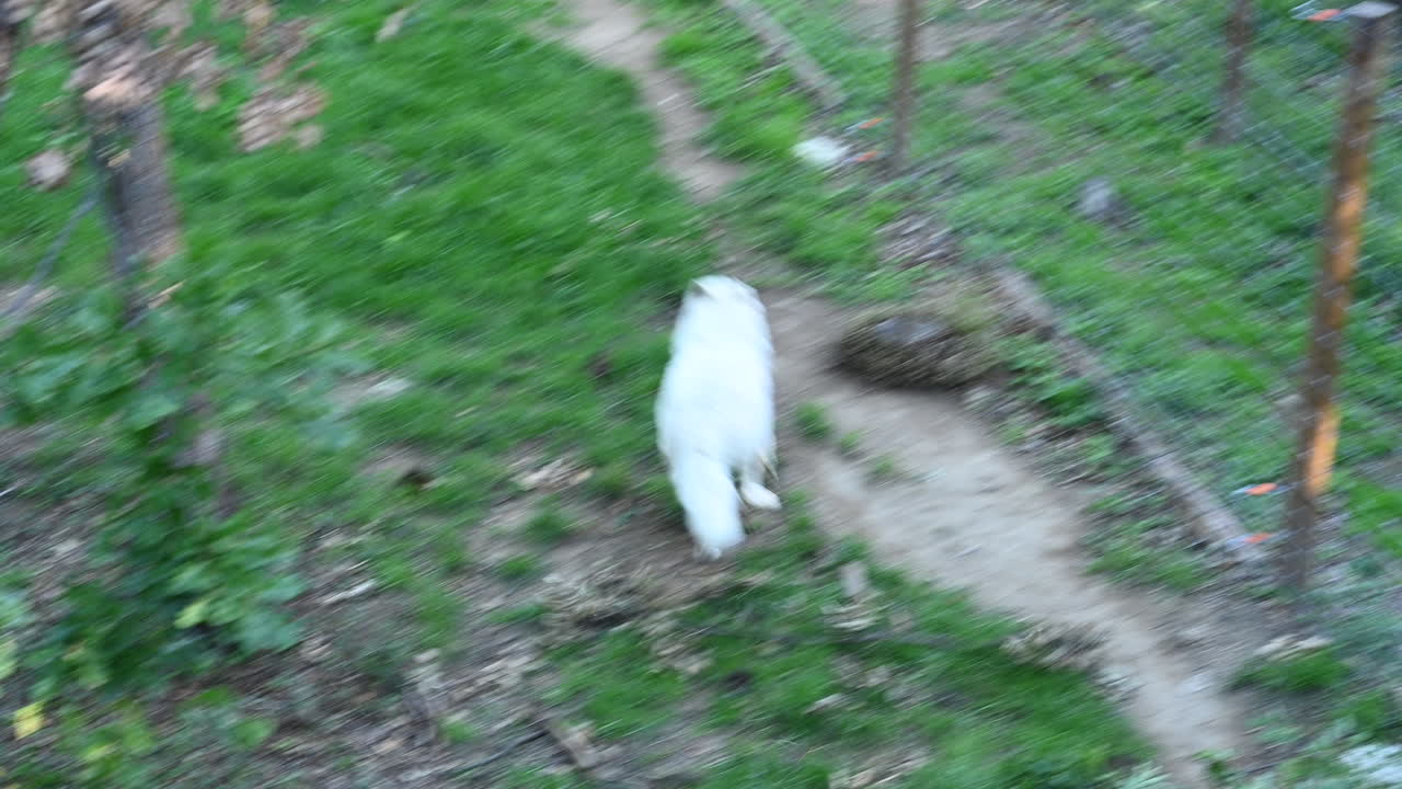 북극 늑대는 울타리 반대편에 있는 인간에게 겁을 먹고 매우 빠르게 달리고 있습니다.