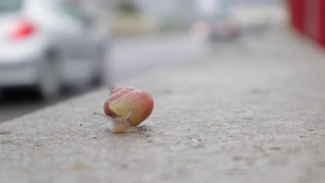 small snail braving the element on a concrete wall next to a traffic lane, moving slowly contrasting the fast cars, close-up still shot with defocused background