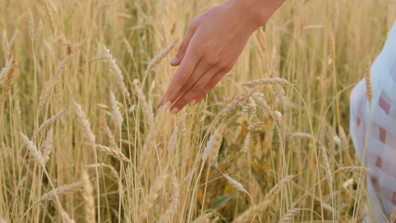 Woman's hand touching wheat in a golden field