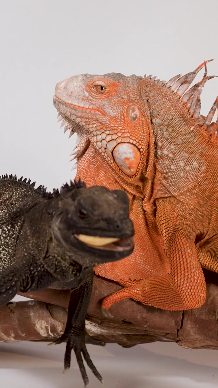 Un'iguana rossa vivace e una lucertola scura siedono su un ramo su sfondo bianco
