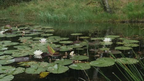 Lake-with-water-lilies-and-grassy-overgrown-shore