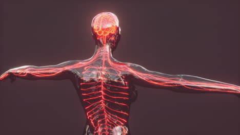 Human-Headache-Concept-Glowing-Xray-Brain