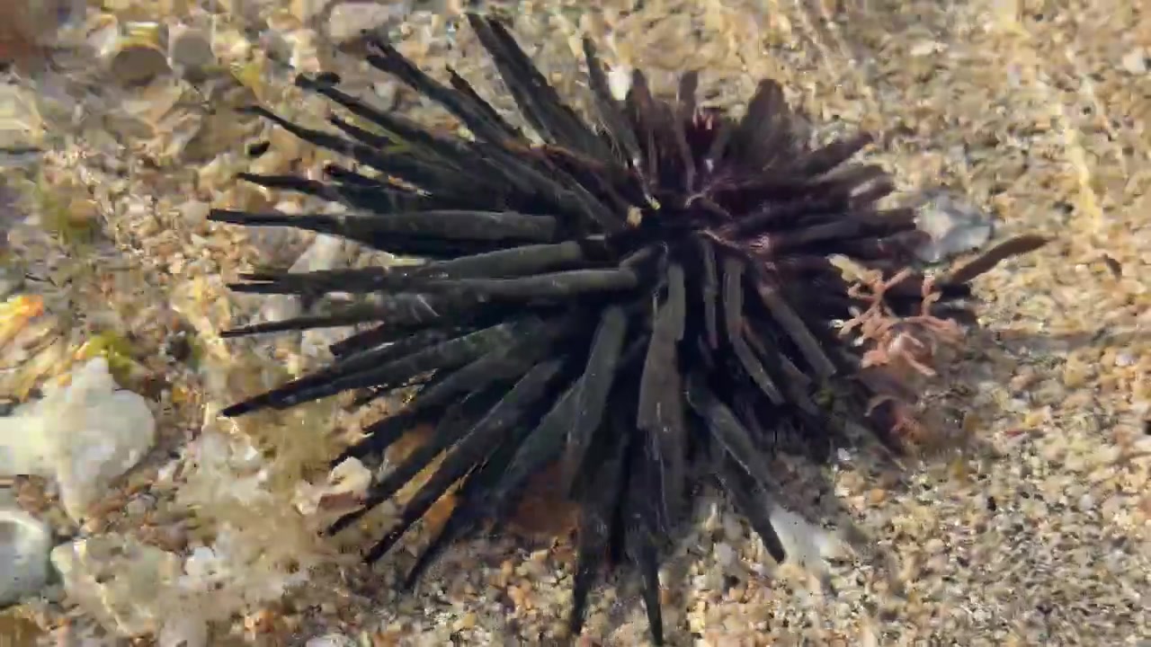 Riccio di mare nero a riposo su fondale sabbioso poco profondo