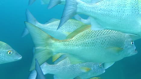 Greybar-Grunzfisch-Schwimmt-Unter-Dem-Tiefblauen-Meer