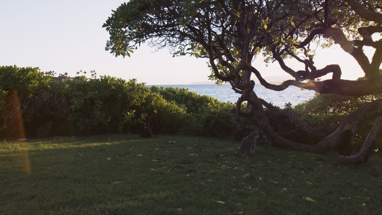 Tabby Cat Sitting On The Grass On The Shore Near Wailea Beach In Maui, Hawaii
