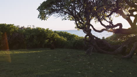 tabby cat sitting on the grass on the shore near wailea beach in maui, hawaii