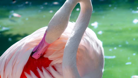 close up shot of colorful pink flamingo cleaning wing