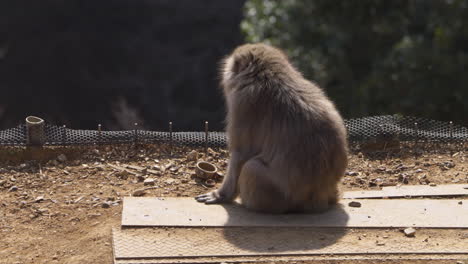 wild snow monkey sitting and resting on the ground gazing into distance