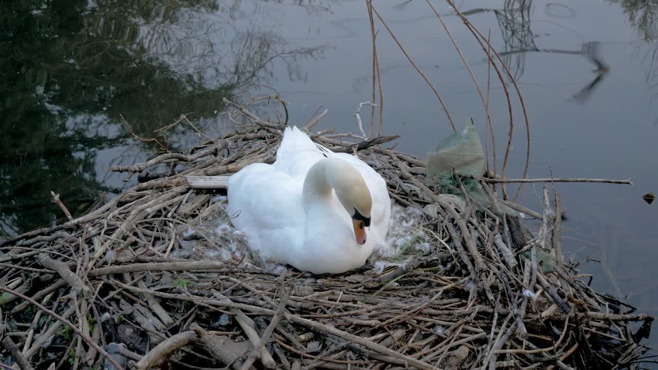 madre cisne sentada en el nido junto al lago protegiendo los huevos jóvenes de cygnet