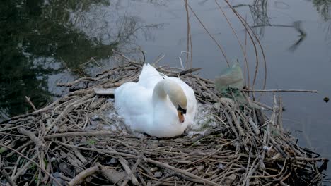 mother swan sitting in lakeside nest protecting young cygnet eggs