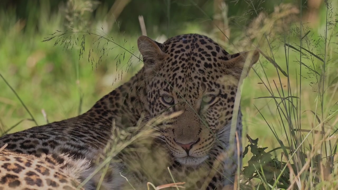 Cinematic Slow Motion Leopard Resting in the Shade Under a Tree, Predator on African Wildlife Safari in Kenya, Safari Animals