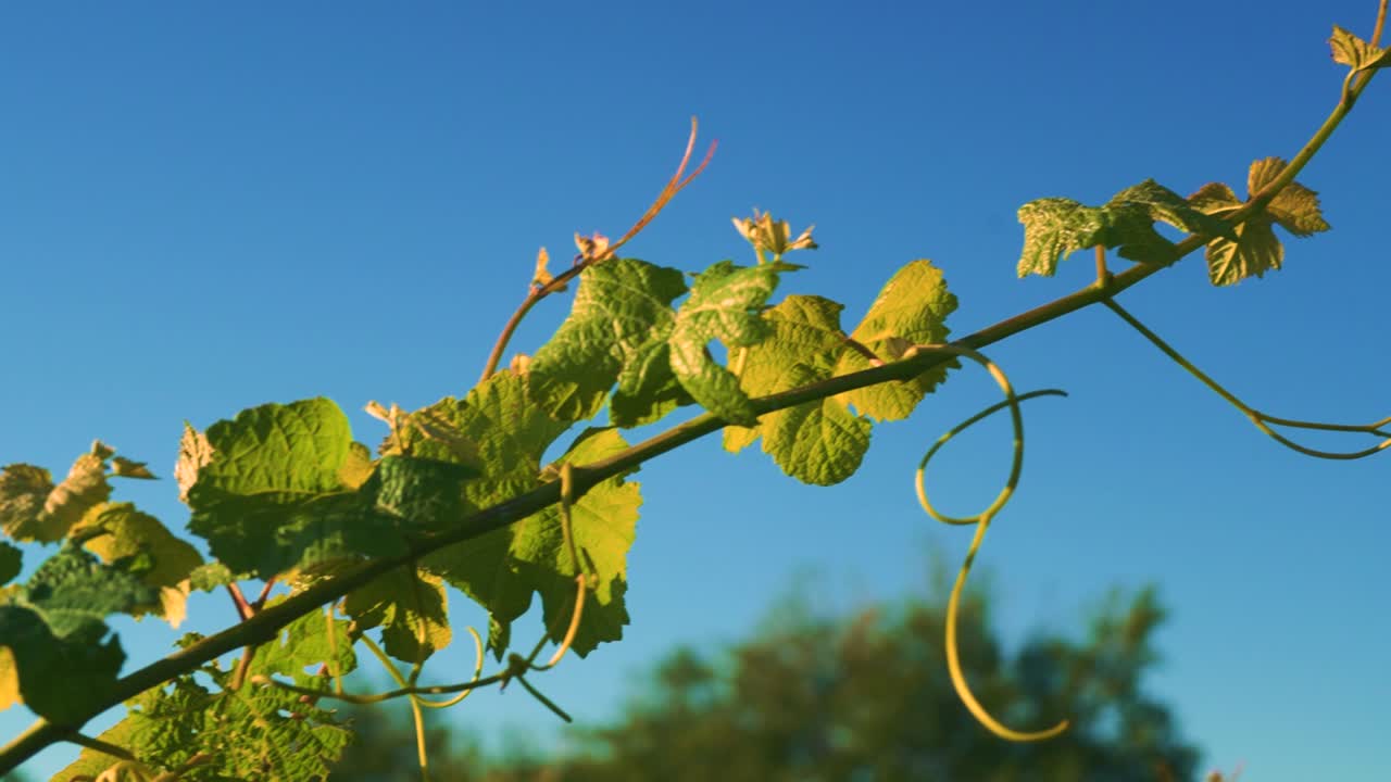primer plano de las hojas de una vid en un viñedo, durante el día, en waipara nueva zelanda