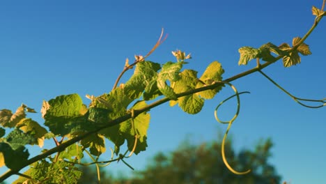 closeup shot of leaves of a vine at a vineyard, during the day, in waipara new zealand