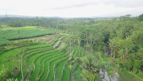 Toma-De-Drones-De-Un-Campo-De-Arroz-Verde-En-Terrazas-Cubierto-Por-Una-Planta-De-Arroz-Verde-Con-Algunos-Cocoteros