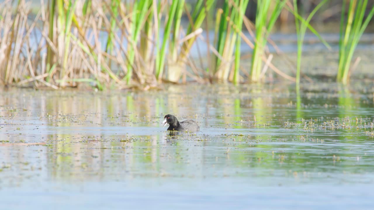 pájaro coot comiendo y alimentándose de plantas en el hábitat de agua de pantano