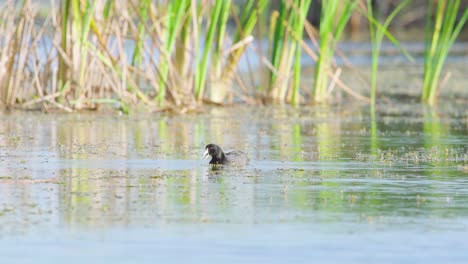 Pájaro-Coot-Comiendo-Y-Alimentándose-De-Plantas-En-El-Hábitat-De-Agua-De-Pantano