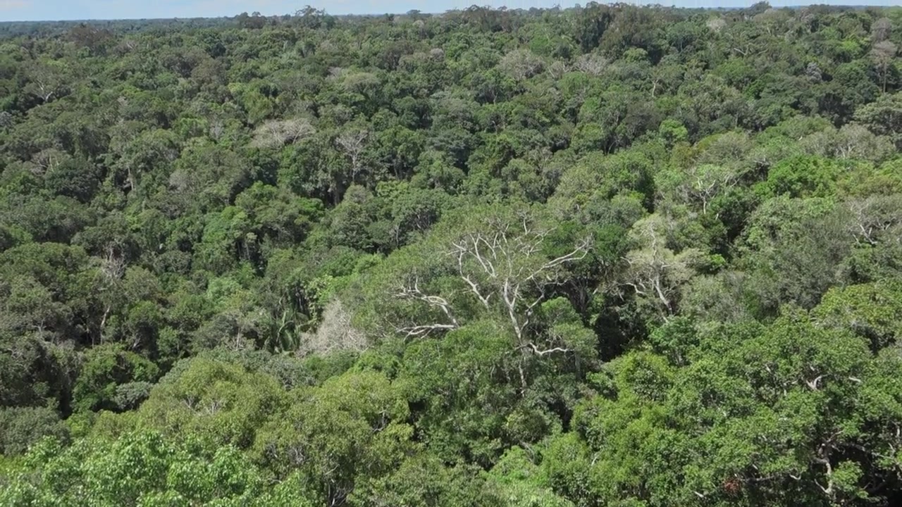 tilt up shows treetops in amazon forest in Manaus, Brazil