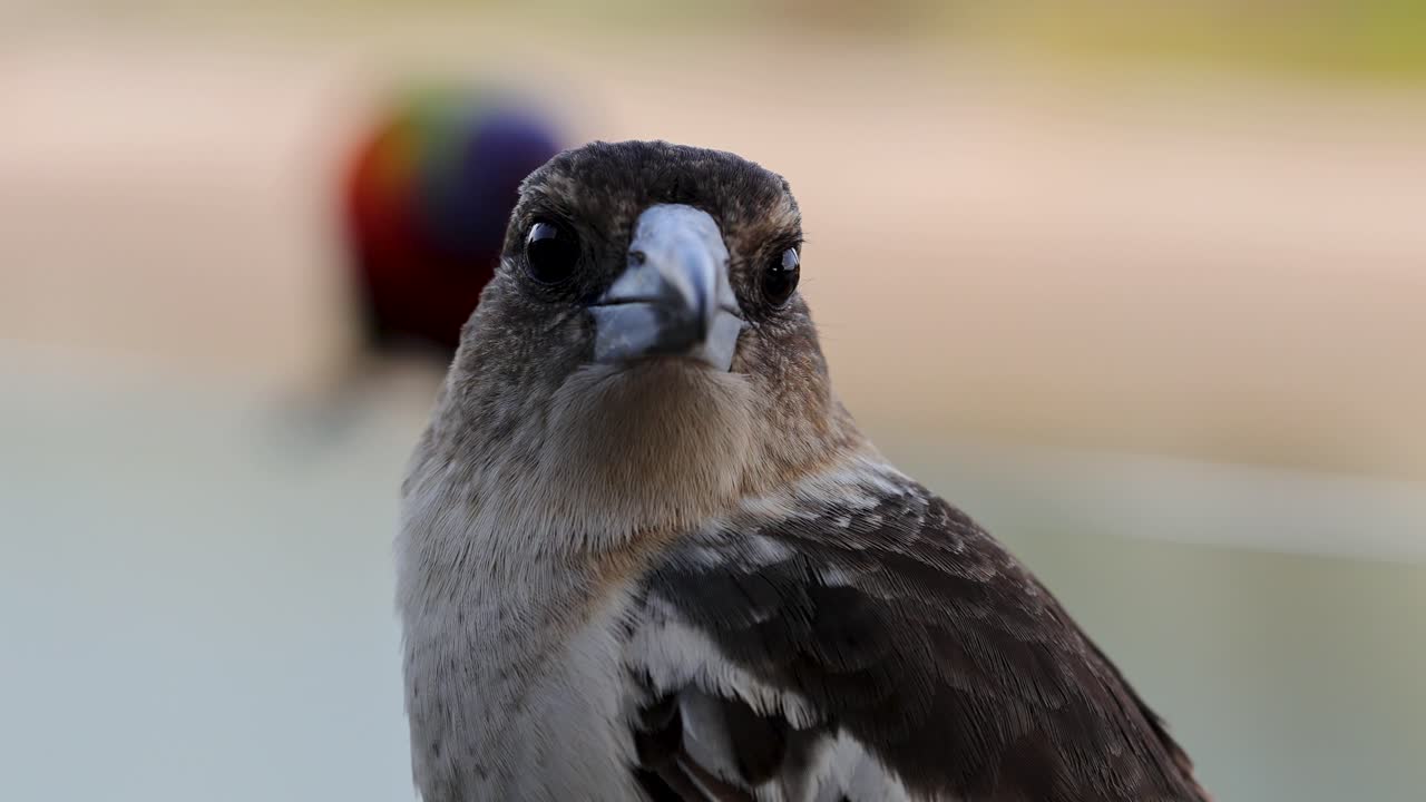 A juvenile butcher bird is startled by colorful birds in a serene outdoor setting