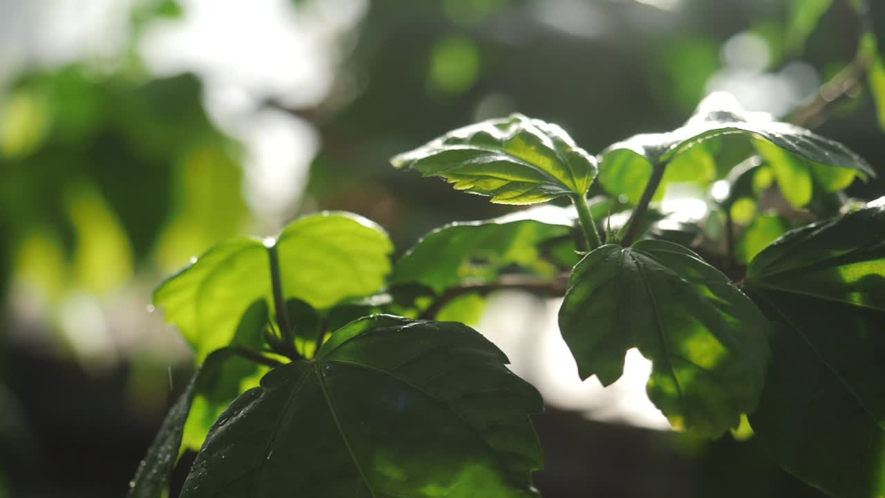 gotas de lluvia en hojas verdes