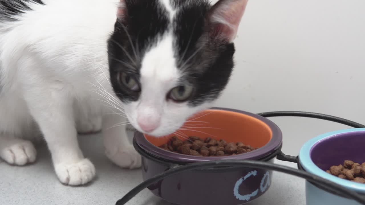 Schwarz-weiße Katze frisst Futterpellets aus ihrem Napf.