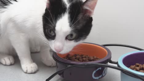 black and white cat eating pellets of food from its bowl.
