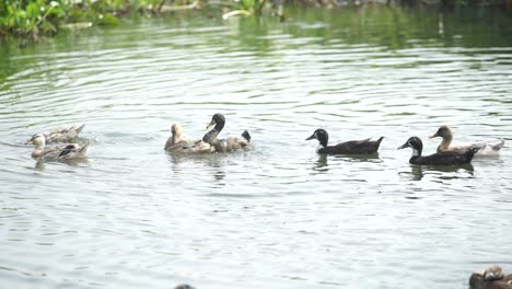 ducks are playing in the pond