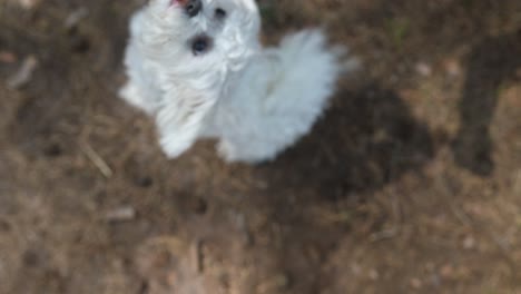 perro mirando la mano de una persona