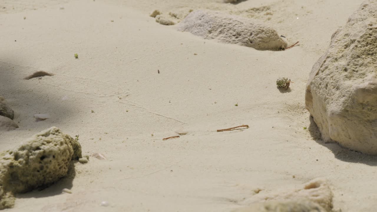 Hermit Crab Crawling on a Sandy Beach
