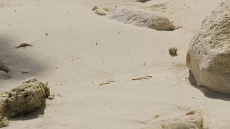 hermit crab crawling on a sandy beach