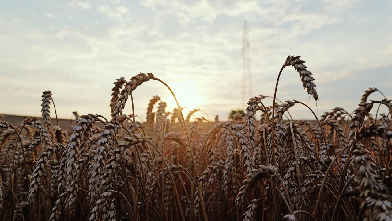 Low angle shot of ripe wheat stalks swaying at dawn in warm golden sunlight