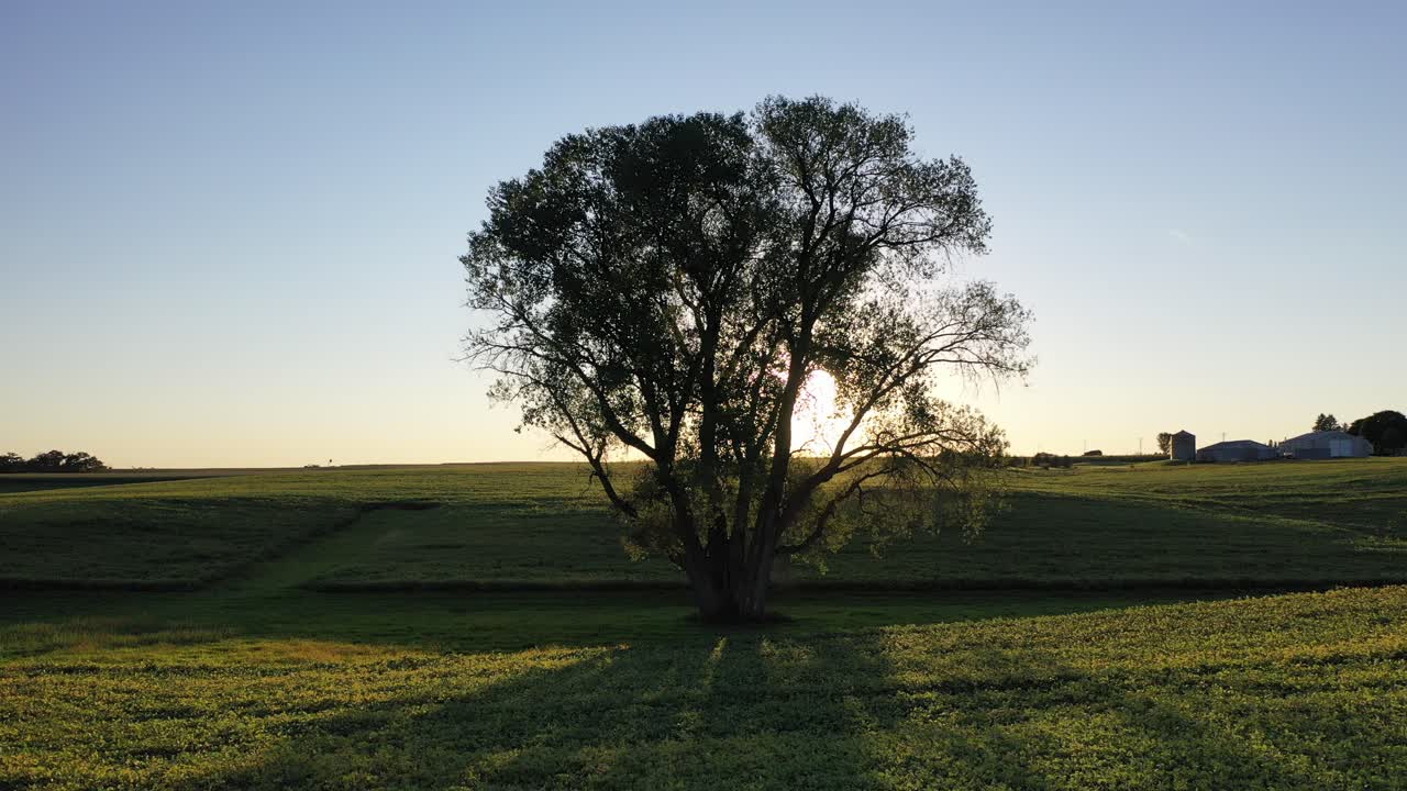 Solitary Tree in a Farmland at Sunset