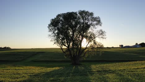árbol solitario en una tierra de cultivo al atardecer